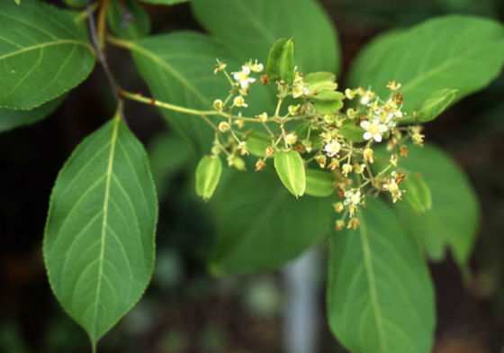 Planta Tripterygium wilfordii, conhecida como “videira trovão de Deus”, ou “léi gong téng”