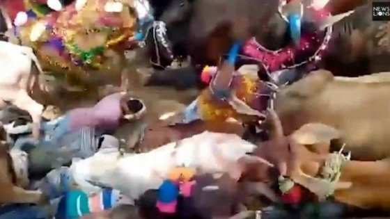 Vacas atropelam devotos hindus em festival religioso na Índia 