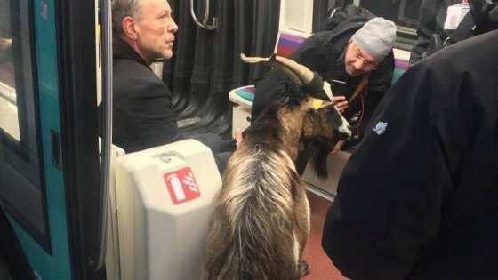 A cabra roubada foi levada para o metrô de Paris.