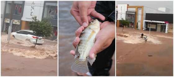 Centenas de peixes ficaram espalhados pelo asfalto, árvores caíram e casas ficaram alagadas.