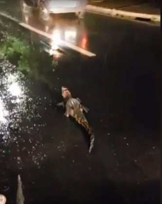 Presença do jacaré fez com que várias pessoas parassem o carro para observar a situação.