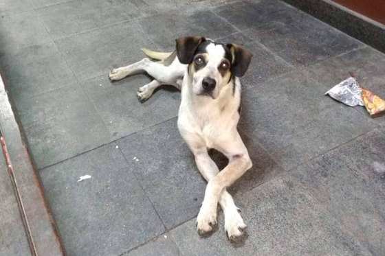 O cachorro abandonado morreu após ser envenenado e espancado