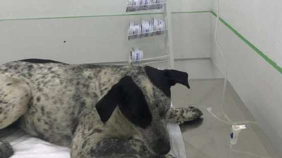 Cachorra, conhecida como Pintada, foi baleada em SP