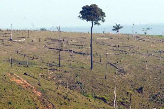 Fraudes no Cadastro Ambiental Rural teriam aberto caminho para desmatamento ilegal em Mato Grosso.