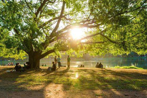 Espaços verdes podem ser criados nos centros urbanos para melhorar a qualidade de vida da população.