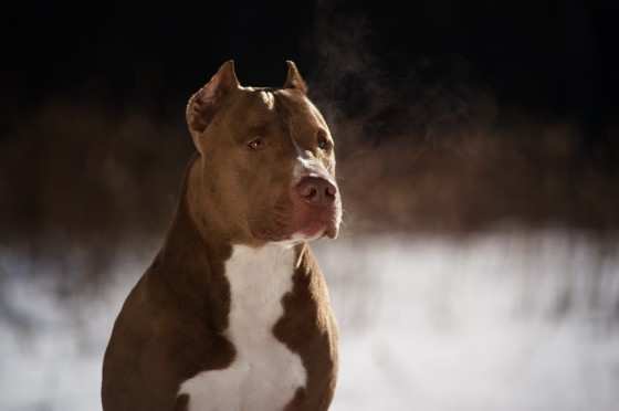 Criança morre depois de ser atacada por pitbull, em cidade do norte do estado