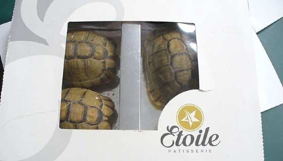 Tartarugas vivas são apreendidas como se fossem chocolates em uma caixa