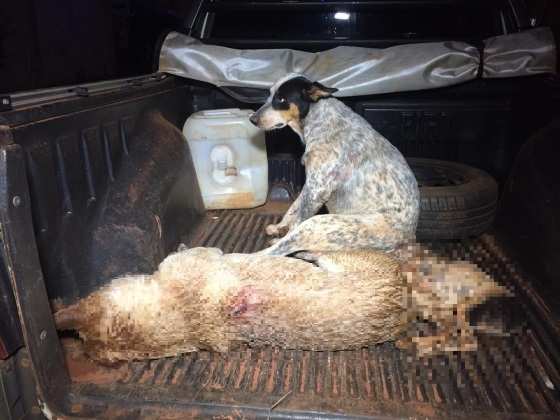 Dois animais não resistiram aos ferimentos e morreram; O terceiro foi internado em um PetShop.