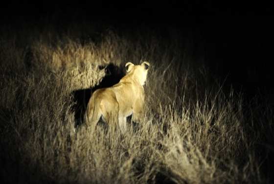 Um grupo de 14 leões à solta perto do Parque Nacional Kruger, na África do Sul, precisa ser urgentemente recapturado.
