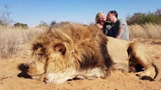Casal de turistas caçadores posa diante de leão abatido na África