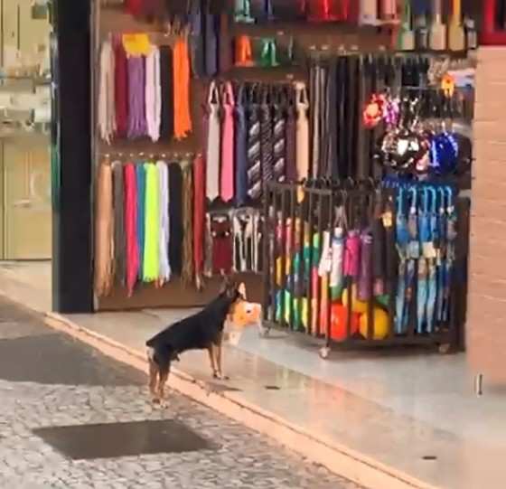 Cachorro foi flagrado 'furtando' brinquedo de pelúcia de loja em Votuporanga