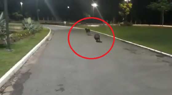 Capivara corre atrás de cachorro no Parque das Águas e o ataca 