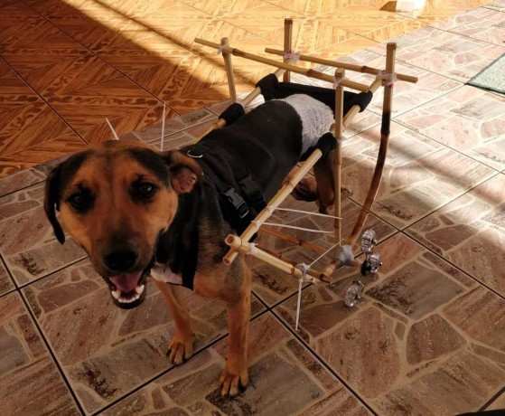 Faísca foi o primeiro cachorro a experimentar o protótipo, em Pato Branco