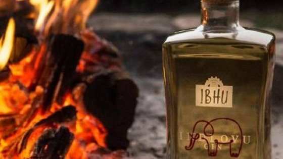 Gin Indlovu, feito com fezes de elefante