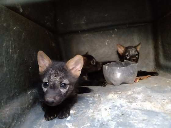 Apesar de não apresentarem ferimentos, aparentemente, eles serão levados para o Centro de Triagem de Animais Silvestres em Montes Claros (MG) 