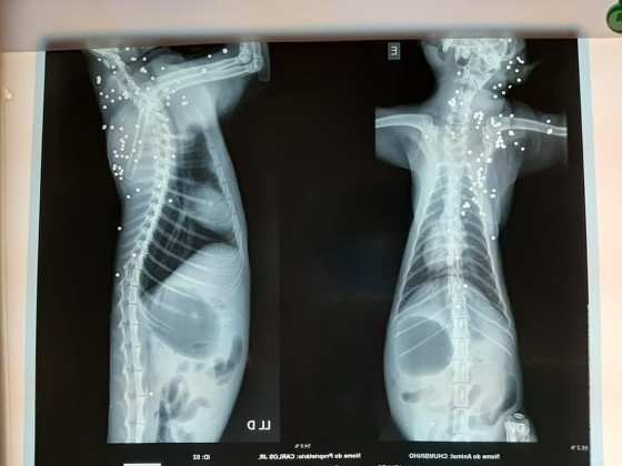 Radiografia mostra mais de 100 perfurações 