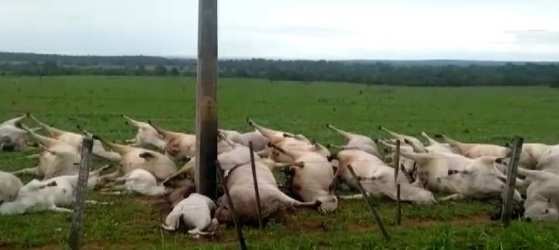 28 vacas e 12 bezerros morreram.