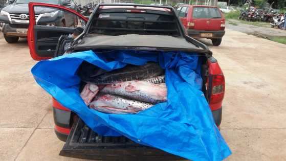 O pescado apreendido foi doado para instituições sociais.