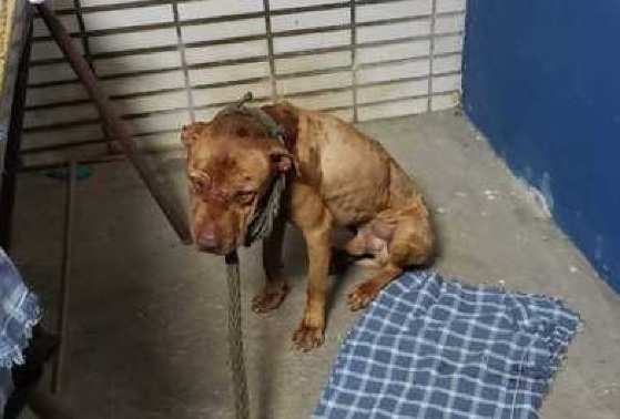 41 animais foram resgatados pela Polícia de SP