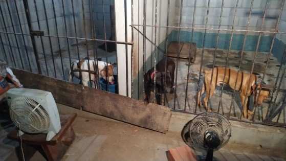 Animais foram achados em chácara de peruano, em Itu 
