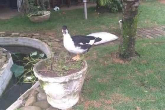 Câmeras de monitoramento flagraram um homem furtando o pato Enzo
