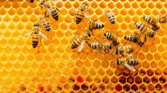 Um estudo clínico buscou avaliar as propriedades da substância no tratamento da doença.