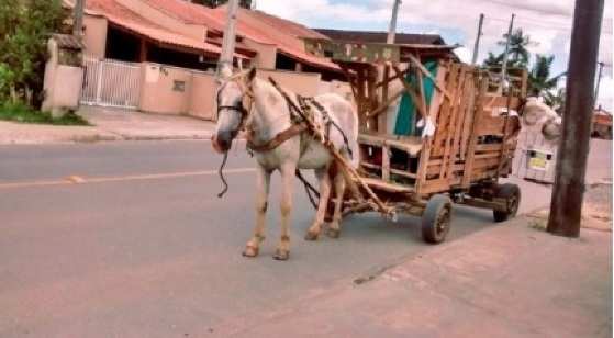 tração animal