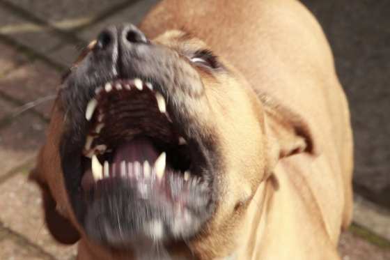 PITBULL