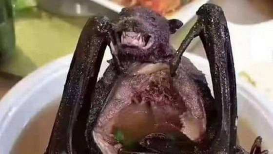 Na preparação da sopa, o morcego é cozido inteiro, com a barriga aberta.