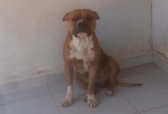 Um dos animais foi morto a pauladas durante ataque a uma idosa.