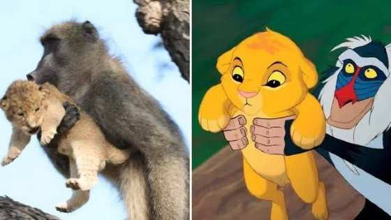 Cena de 'Rei Leão' na vida real 