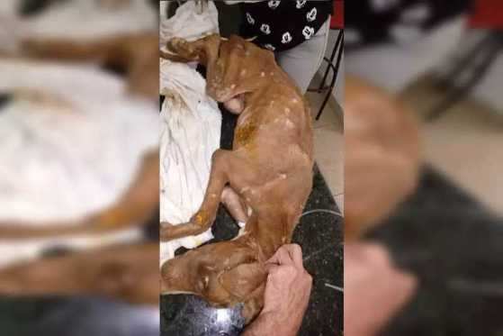 Cão morre três dias após ser deixado enrolado em fio