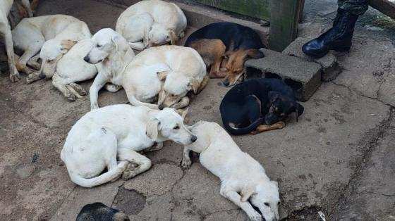 Homem mantinha 21 cães sob maus-tratos em Carapicuíba (SP)