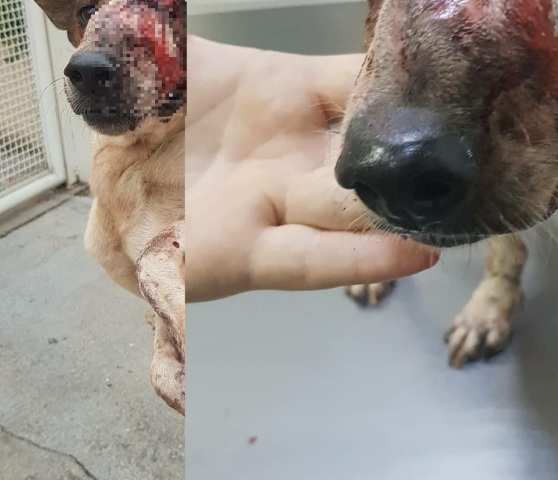 O animal foi resgatado bastante debilitado, com cerca de quatro buracos na região da face, não sente cheiro e nem gosto