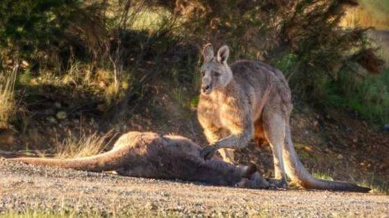 Canguru fica triste com morte da companheira e do filhote 