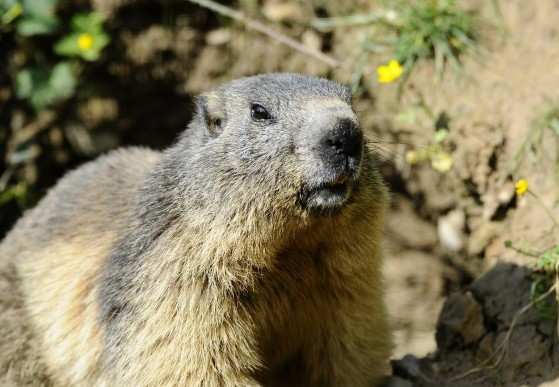A vítima tinha comido uma marmota que estava infectada.