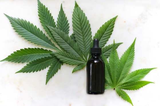 Planta de 'Cannabis sativa', da qual é possível extrair o canabidiol