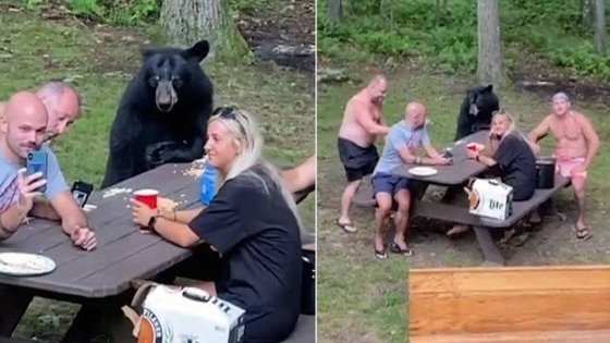 A descontração era tanta que um homem chegou a fazer selfie com o urso-negro.