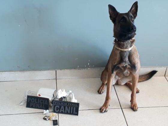 À noite os cães também atuam na guarda da muralha