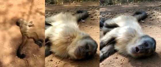 Animal estava no meio da estrada de terra, aparentemente morto
