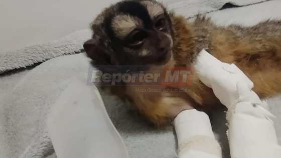 Devido à grande quantidade de fumaça inalada, animal morreu de parada cardíaca