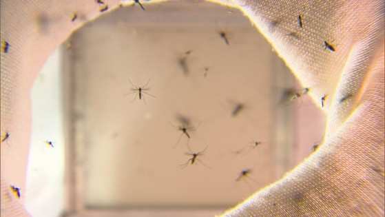 Desde o dia 1º de janeiro, quatro pessoas morreram devido à dengue no estado