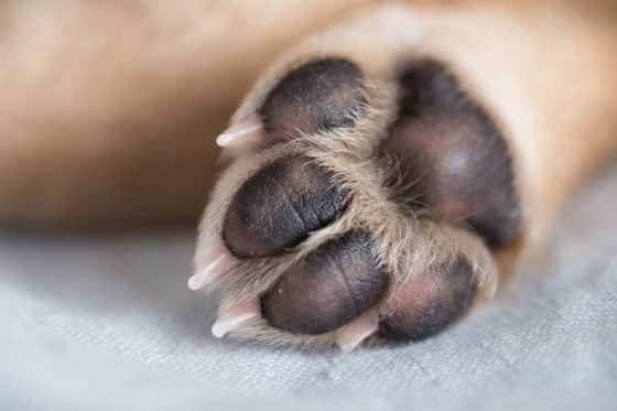Cachorro não resistiu e morreu