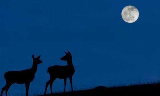 A 'Lua Azul' poderá ser vista na noite de 31 de outubro quando o céu estiver limpo
