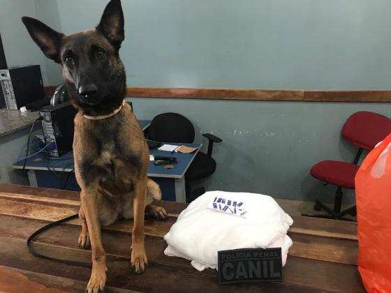 Enquanto o homem se identificava, o cão farejador deu o alerta do ilícito