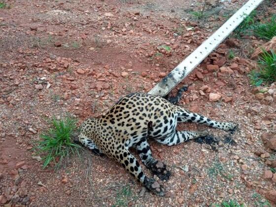 Onça-pintada foi atingida por poste derrubado por árvore