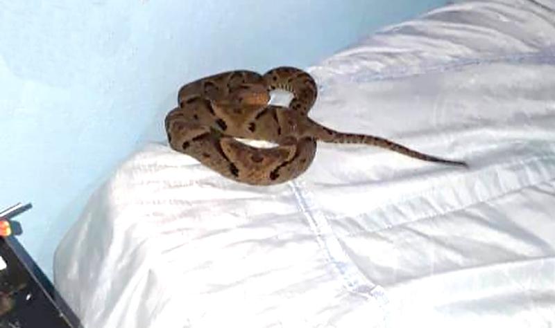 Mulher encontra 2ª cobra mais venenosa do mundo em sua cama na