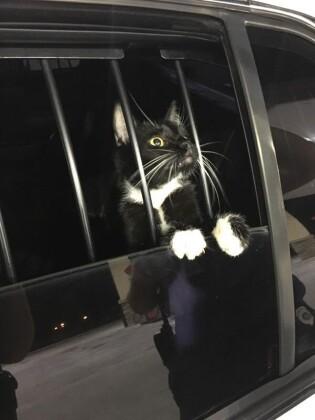 O felino fez barulhos de bandido e assustou moradores.