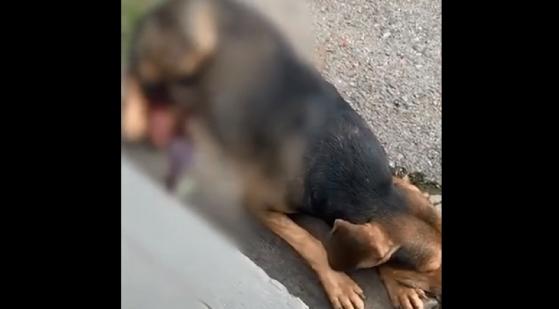 O animal ficou ferido após ser atingido pelo veículo.