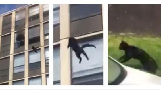 gato pulando prédio